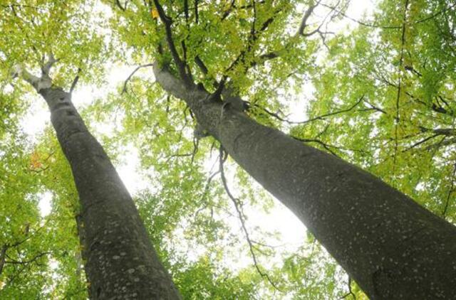 Aplinkos viceministras Martynas Norbutas: 156 buhalteriai – neefektyvaus valstybinių miškų ūkio valdymo pasekmė