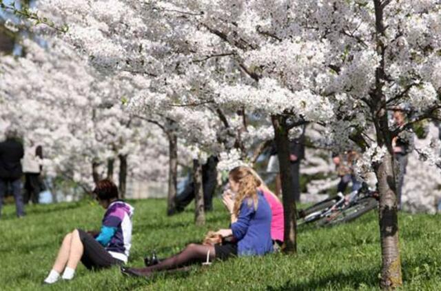 Sakurų alėją dovanos 50-mečiai miškininkai