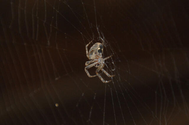2017-ieji Kuršių nerijoje skelbiami „Voro metais“