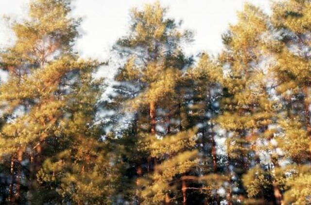 Juliaus Kuršio paroda „Tęsiniai“ galerijoje „si:said“