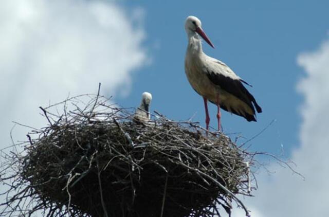 Nerimas dėl paukščių gripo metė šešėlį ir ant baltųjų gandrų