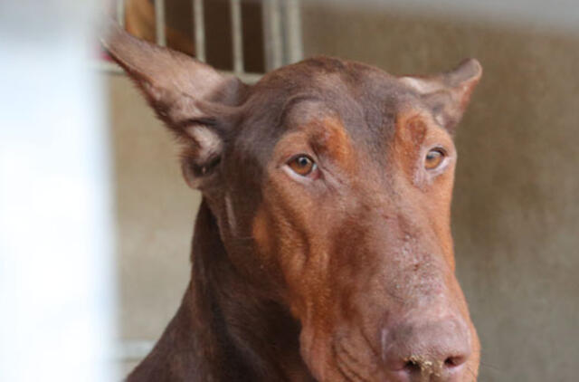 Po tragedijos prabilo kinologai - kaltas šeimininkas