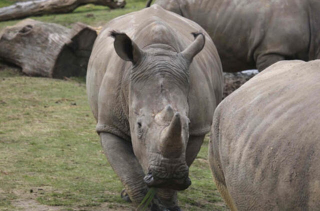 Prancūzijos zoologijos sode brakonieriai nušovė raganosį