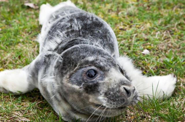 Jūrų muziejus priglaudė du sužalotus ruoniukus