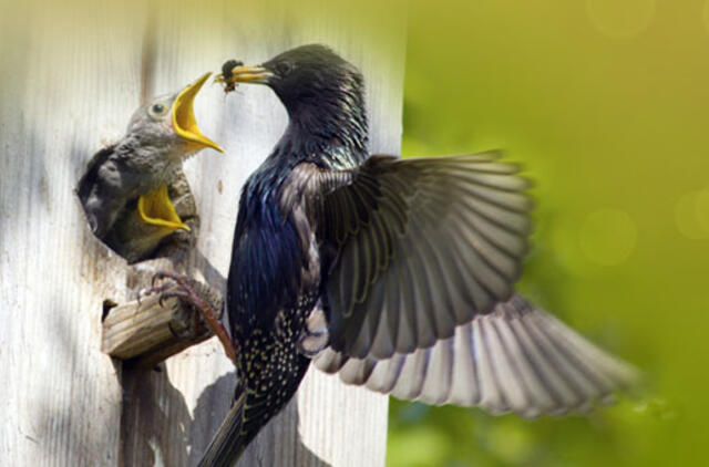 Kviečia į pavasarinę inkilų iškėlimo akciją
