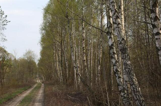 Miškininkai dėl vykdomos reformos ruošiasi streikui