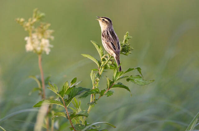 Nemuno deltoje bus atkuriamos paukščių buveinės