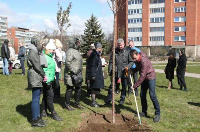 Uostamiestis pasipuošė sakuromis