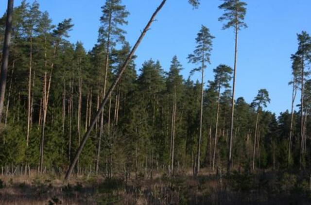 Žalias pavasario mostas