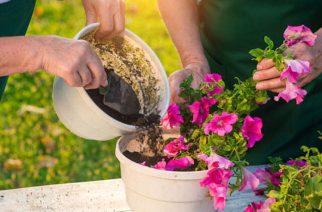 10 močiutės patarimų apie gėlių priežiūrą