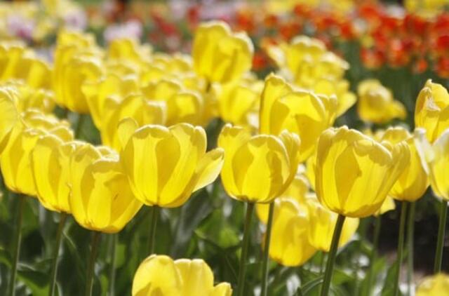 Burbiškio dvaras kviečia jau į 17-ąją Tulpių žydėjimo šventę