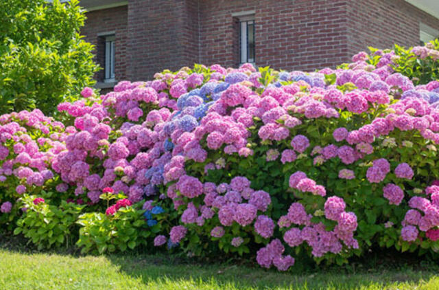 Kada persodinti didžialapes hortenzijas?