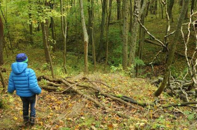 Klaipėdoje planuoja naują mišką