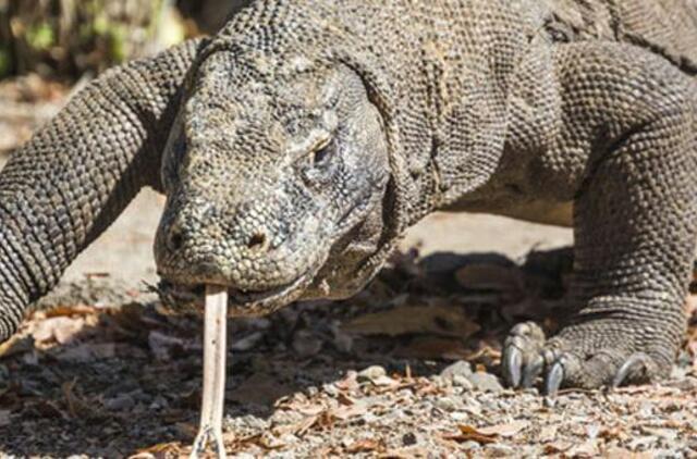 Komodo drakonas Indonezijoje užpuolė turistą