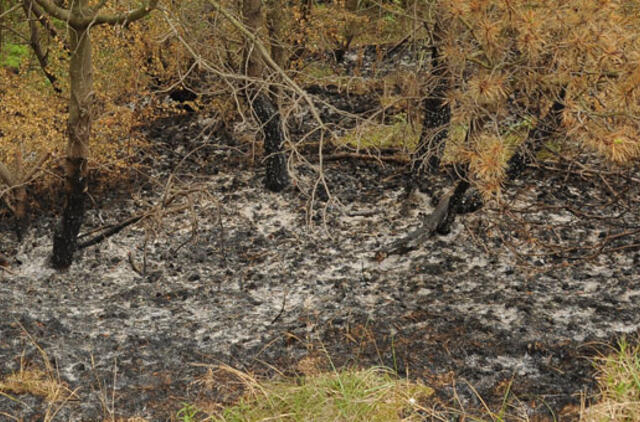 Sulaikytas miškų padegimu įtariamas piromanas