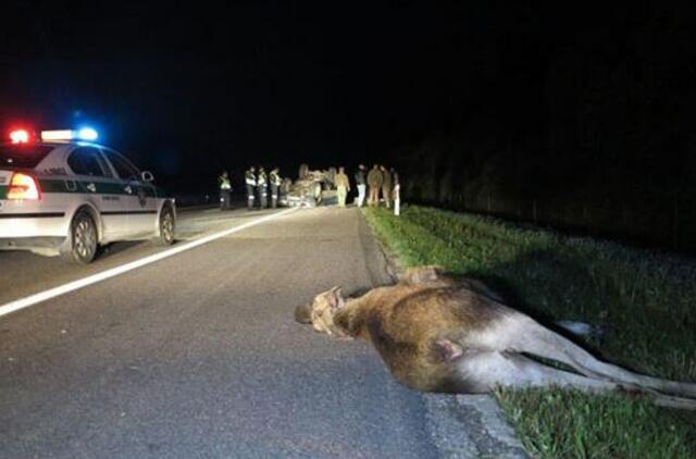 Tikimybė susidurti su gyvūnais kelyje didžiausia gegužę