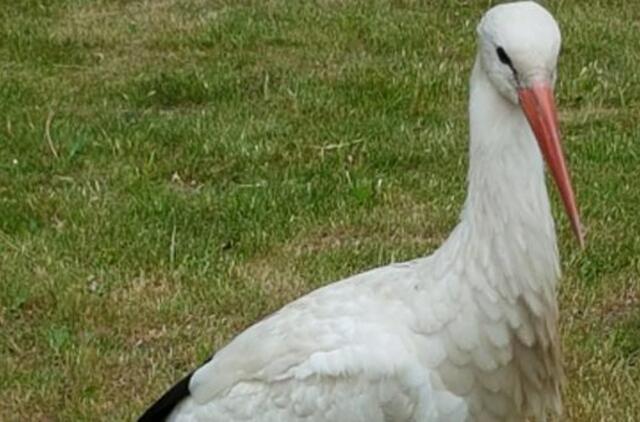 Endriejavo gyventojus „terorizuoja“ gandras