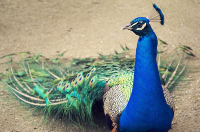 Kalifornijoje į alkoholio parduotuvę įsibrovęs povas padarė žalos už 500 dolerių