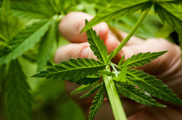 Mažeikiškis kanapes augino Melnragėje