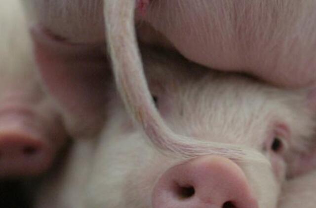 Ekspertų išvada: teks sunaikinti 25 tūkst. kiaulių