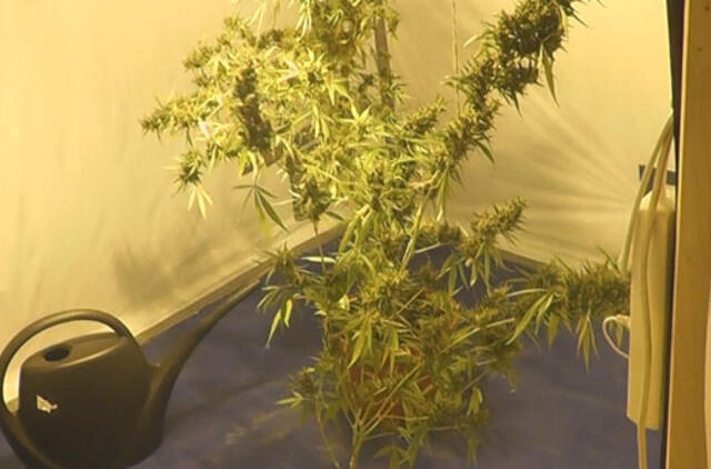 Kanapių augintojams - Klaipėdos pareigūnų kirtis