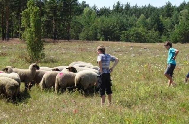 Kovai su Sosnovskio barščiais pasitelktos avys