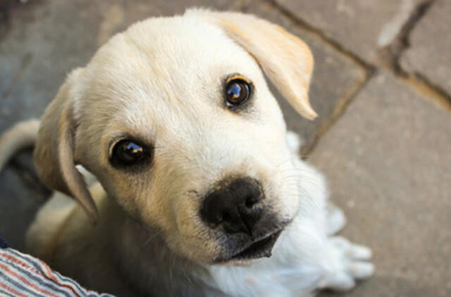 Naujas sukčiavimo būdas – „globoti“ neteisėtai nusavintus augintinius