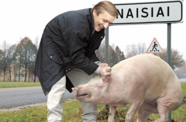 Seimo žemvaldžiai sau kiaulės nepakiš