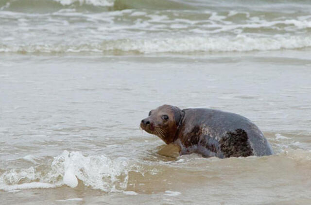 Jūrų muziejus paleido į jūrą du ruoniukus