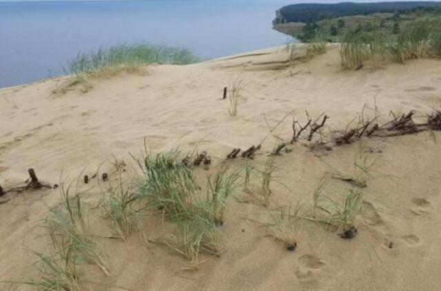 Kuršių nerijos kopose stabdomas smėlis