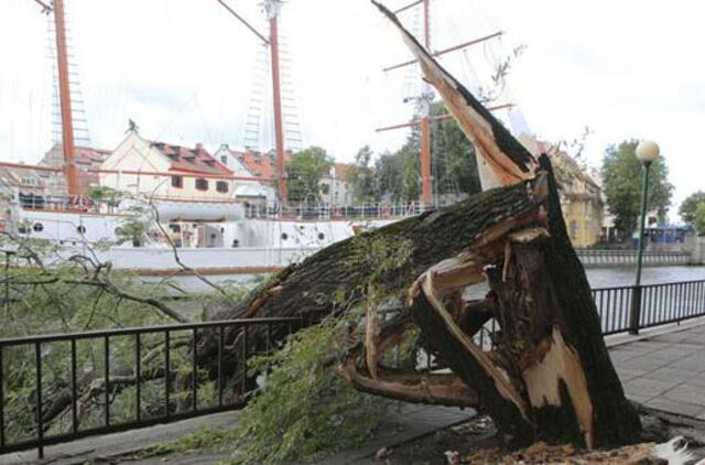 Vėjas Klaipėdoje bandė medžių stiprybę