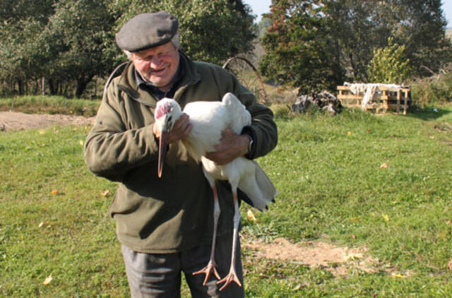 Gandrą perdavė aplinkosaugininkams