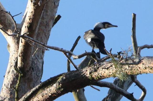 Kas vertingiau – miškas ar kormoranų kolonija?
