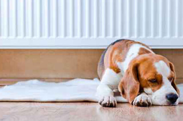 Nuo lapkričio didmiesčiuose brangs šiluma