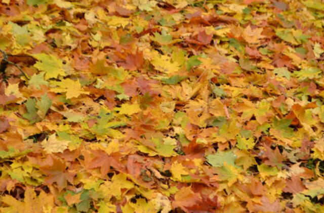 Prasidėjo lapų kritimas - ar Klaipėda jau pasiruošusi rudens iššūkiams?