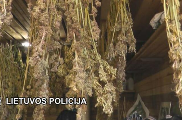 Sulaikytas kanapes dideliais kiekiais auginęs bedarbis