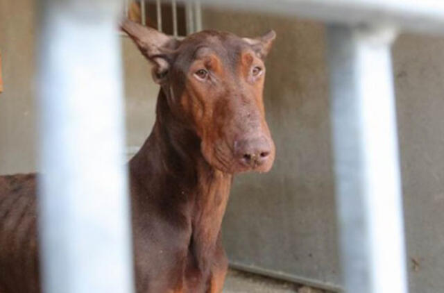 Šuo mirtinai sukandžiojo kūdikį: byla jau teisme