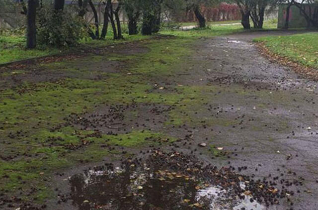 Mokyklų stadionai - gėda sporto miestui