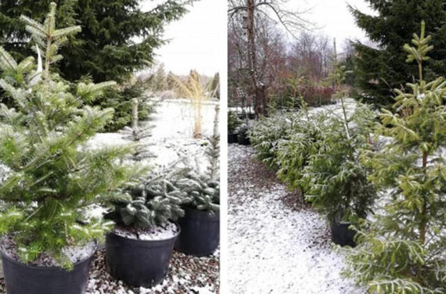 Rent your Christmas tree in Klaipeda