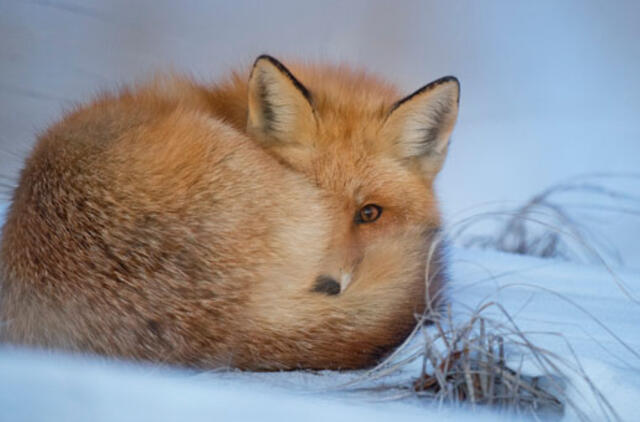 Orai: kitą savaitę sugrįš žiemos šalčiai