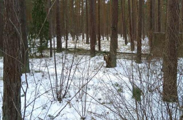 Turto bankas: Palangoje - dar daugiau lankytinų vietų