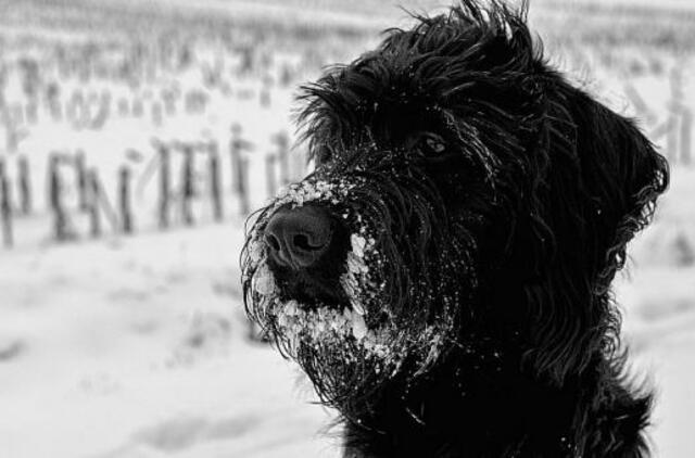 Ateinančios savaitės orai: atšals