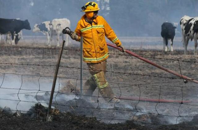 Australijoje siaučiantys krūmynų gaisrai sunaikino dešimtis namų ir pražudė galvijų