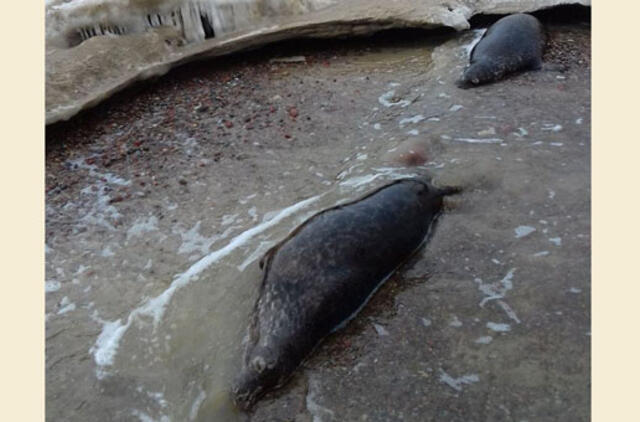 Karklėje rastos dvi ruonių gaišenos