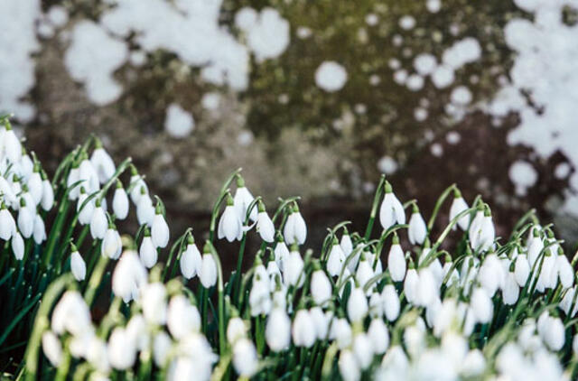 Orai: jau pamalonins 12 laipsnių šiluma