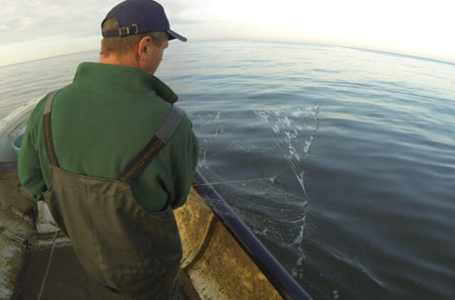 Prasideda kiršlių ir sterkų žvejybos draudimas