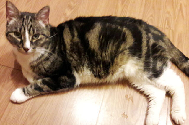 Gaivus pavasario oras gali būti lemtingas jūsų augintiniui