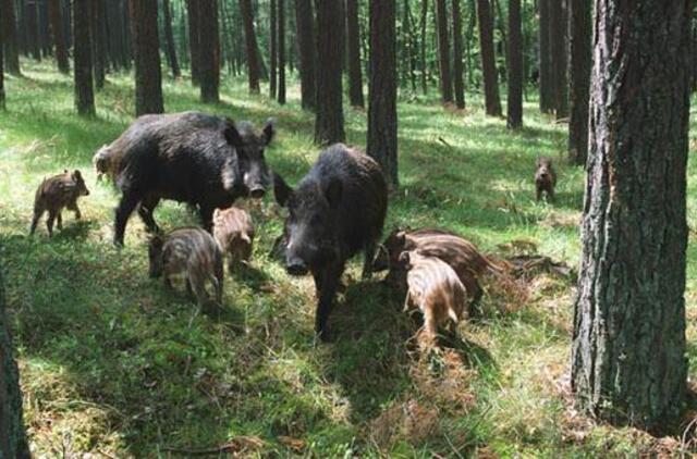 Įspėjo apie artėjantį afrikinį kiaulių marą