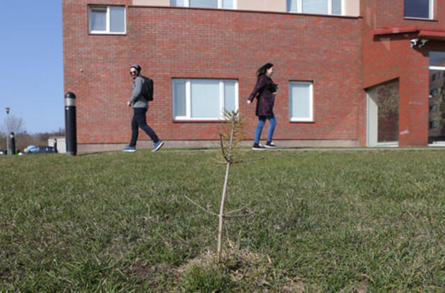 Pušys pakvipo politika