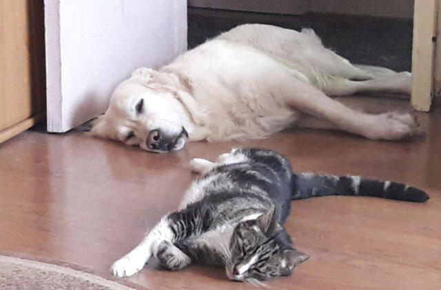 Karšti orai - išbandymas gyvūnams